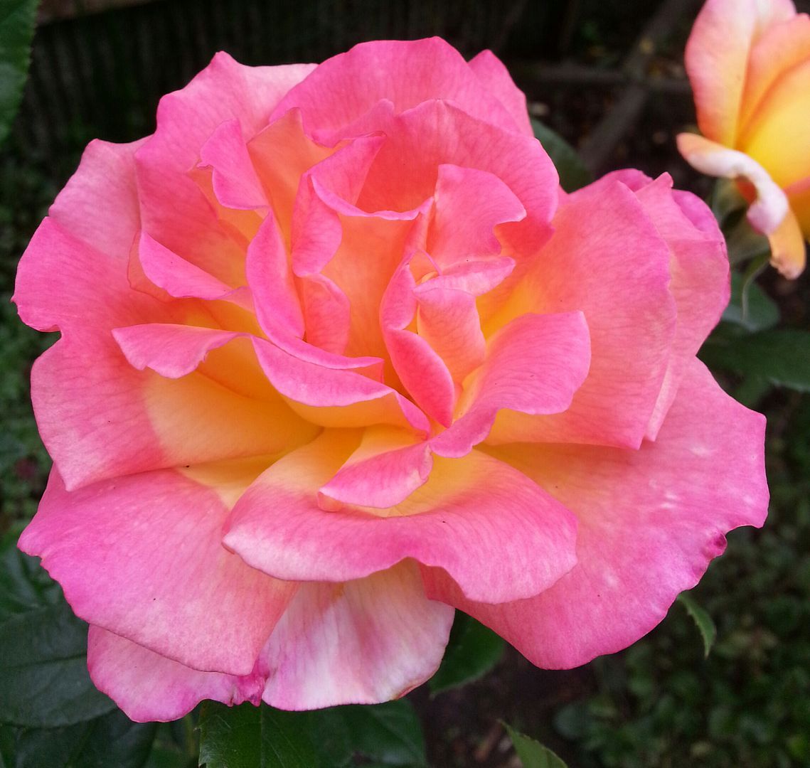  photo 20140720_102759-1_zpsse9rfppy.jpg